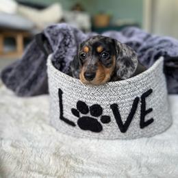 Charming - Dapple male Dachshund puppy in Toledo, Illinois from Mountjoy Dachshunds
