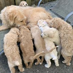 Double Doodle Puppies from Riverside Doodles in Seattle