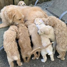Double Doodle Puppies from Riverside Doodles in Seattle
