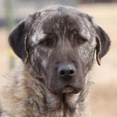 Bryn - Anatolian Shepherd Dog