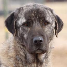 Bryn - Anatolian Shepherd Dog