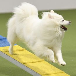 American Eskimo Dogs from Cu Alainn American Eskimo Dogs