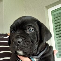 Mr. Light Blue - Black male Cane Corso puppy in Palm Coast, Florida from Northgold Cane Corso