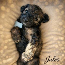 Jules - Wheaten male Whoodle puppy in Knoxville, Tennessee from Fleury Farm Doodles TN