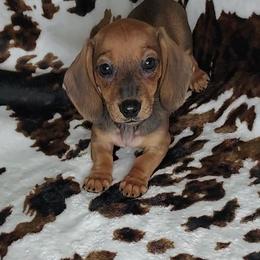 RUBY - Red female Dachshund puppy in Swink, Oklahoma from Palali Farm