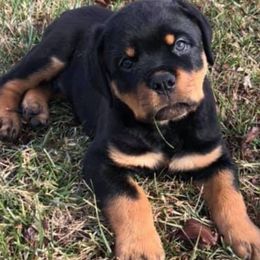 Rottweilers from KO Rotts