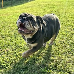 Dolly - Bulldog