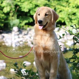 Flair - Golden Retriever