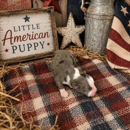Boy 1 - Blue merle male Miniature Australian Shepherd puppy in Doddridge, Arkansas from Huddleston Farm