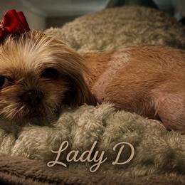 Lady D - Shih Tzu