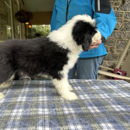 Bearded Collie and Border Collie Puppies from Beloved Bearded & Border Collies
