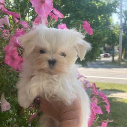 Boy 1 - White male Maltese puppy in Wilson, New York from Maltese By Valerie
