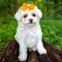 Companion Cross, Havanese, Mal-Shi, Maltese, Maltipoo, Morkie, and Shih Tzu Puppies from Seeking Shalom Acres Maltese, Maltipoos & Havamalts