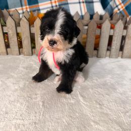 Poison Ivy - Black and white female Bernedoodle puppy in Luana, Iowa from Country View Bernedoodles and Goldendoodles