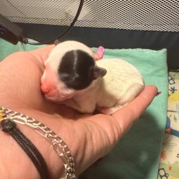 Harper - Parti female Yorkshire Terrier puppy in Independence, Kentucky from 4paws4ever by Design