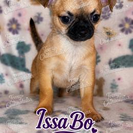 IssaBO - Black sabled fawn female Chihuahua puppy in Rocky Mount, Virginia from Teeny Chihuahuas
