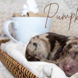 Boy 1 - Merle Goldendoodle puppy in Chesapeake, Virginia from Havens Doodles