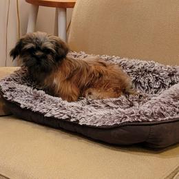 Sweet Tiny Tater - Brindle male Shih Tzu puppy in Cartersville, Georgia from 100 Acre Woods Shih Tzu Plantation