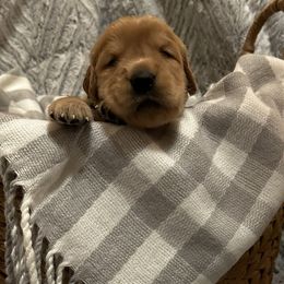 Boy 8 - Golden Retriever puppy in Spokane Valley, Washington from Golden Beginnings