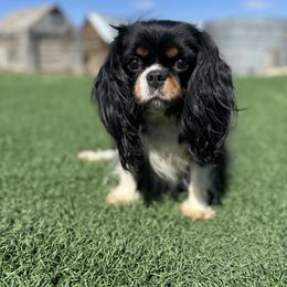 Kisses - Cavalier King Charles Spaniel