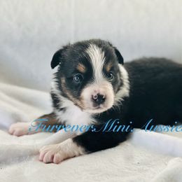 Boy 2 - Black tri Miniature Australian Shepherd puppy in Visalia, California from Furrever.Mini.Aussies.llc
