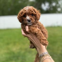 Blue - Apricot male Cavapoo puppy in Spanish Fork, Utah from Poseydoodle