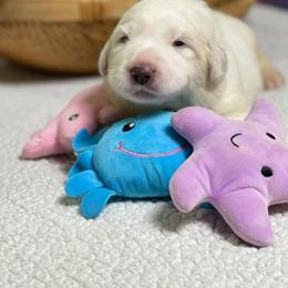 Black Boy - White male Great Pyrenees puppy in Red Bluff, California from River's Bend Walnut Orchard
