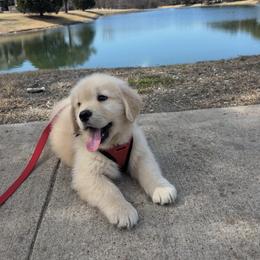 Golden Retriever Puppies from Dogwood Springs Golden Retrievers