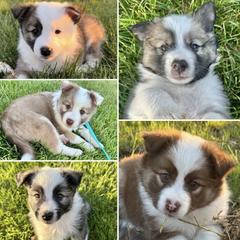 Icelandic Sheepdog Puppies from Tobiasson icie