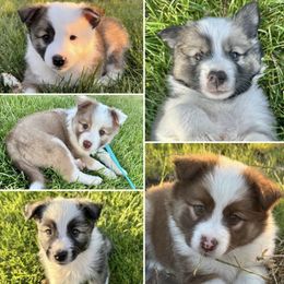 Icelandic Sheepdog Puppies from Tobiasson icie
