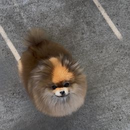 Bunny - Pomeranian
