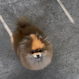 Bunny - Pomeranian