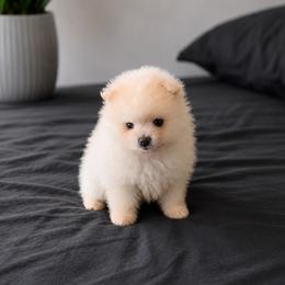 Teddy - White male Pomeranian puppy in California from Petite Poms Of CA