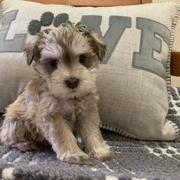 Miniature Schnauzer Puppies from Schnauzers on Robinson Lane