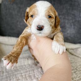 Shell - Apricot female Goldendoodle puppy in Garden Grove, California from Sunkissed Doodles