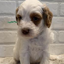 Green Collar Boy - Parti male Goldendoodle puppy in San Augustine, Texas from Vintage Doodles