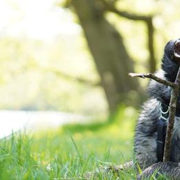 German Shepherd Puppies from Sonnenhügel Shepherds