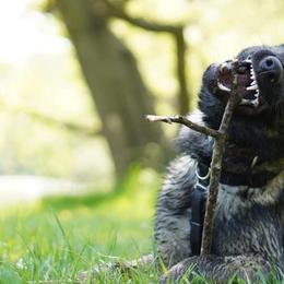 German Shepherd Puppies from Sonnenhügel Shepherds