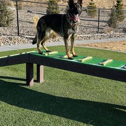 German Shepherds from Vom Stille Teufelshunde Kennels