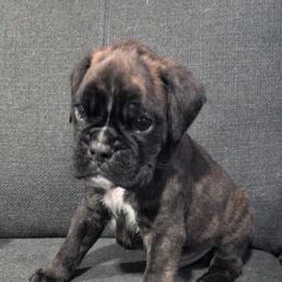 Orange - Brindle male Boxer puppy in Johnson City, Tennessee from Medina Boxers