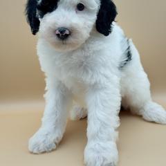 Blossom - female Australian Mountain Doodle puppy in Claremont, North Carolina from Magnolia Grove Farms