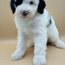 Blossom - female Australian Mountain Doodle puppy in Claremont, North Carolina from Magnolia Grove Farms