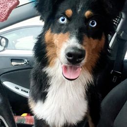 Lemon - Black tri-color Australian Shepherd puppy in Indianapolis, Indiana from Sunburst Australian Shepherds