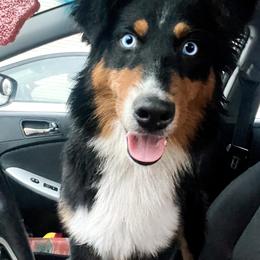 Lemon - Black tri-color Australian Shepherd puppy in Indianapolis, Indiana from Sunburst Australian Shepherds
