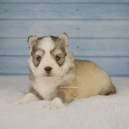 Luca - Silver male Pomsky puppy in Loxahatchee, Florida from Cardinal Point Pomskies