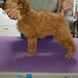 Poodle Puppies from Seattle Sankofa Kennel Club