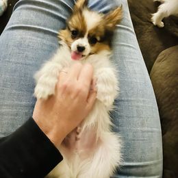 Papillon Puppies from Lovely Acres