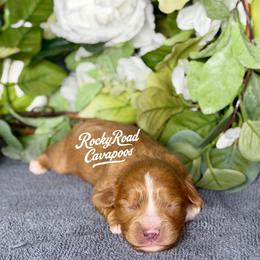 Pearl - Red female Cavapoo puppy in Nashville, Arkansas from Rocky Road Puppies