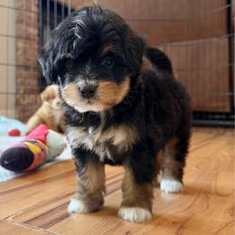 Tricolor Female 2 - Tri-color female Bernedoodle puppy in Brooksville, Florida from Kruger Doodles