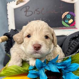 Biscuit - Parti male Labradoodle puppy in Bowman, Georgia from Companion Creek Farm